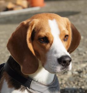 Beagle, Anfängerkurs